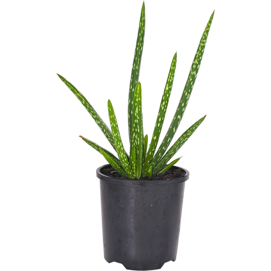 Green Hardy Aloe Vera