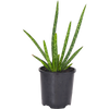 Aloe barbadensis miller - Aloe vera 125mm