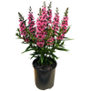 Pink Angelonia