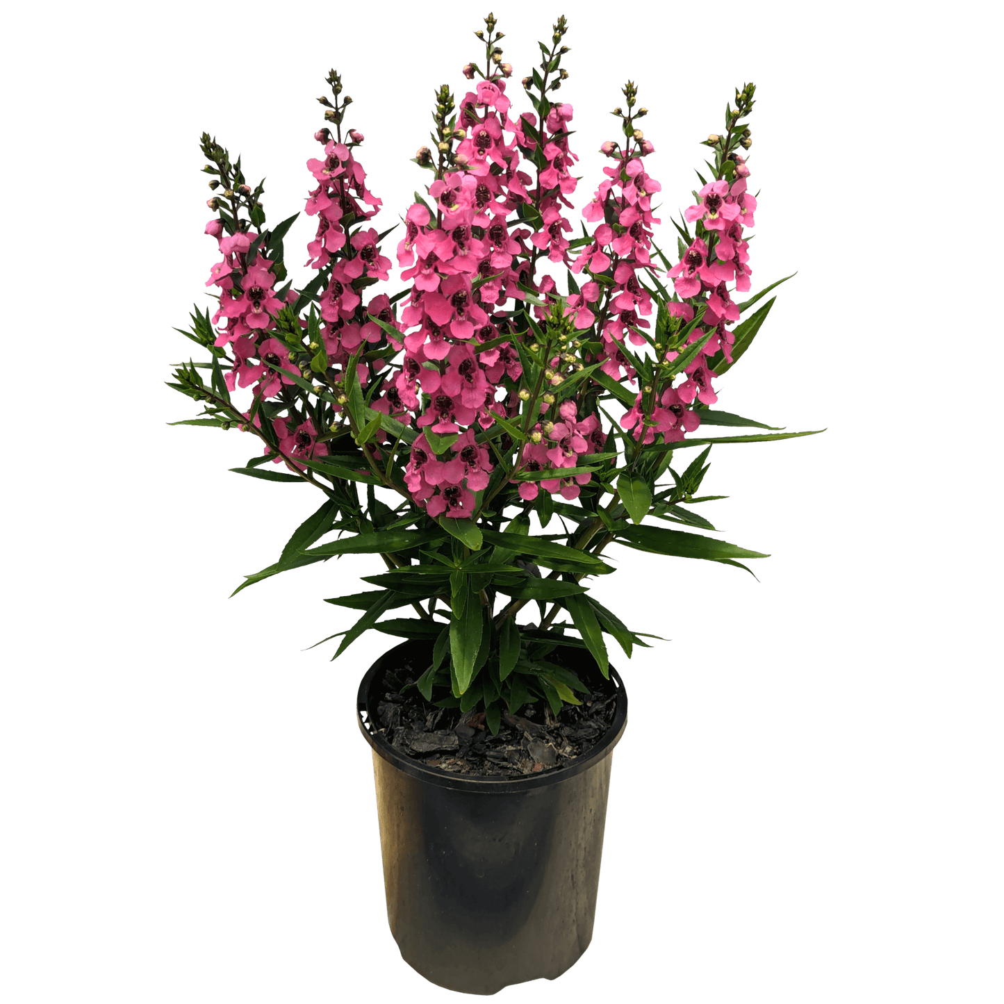 Pink Angelonia