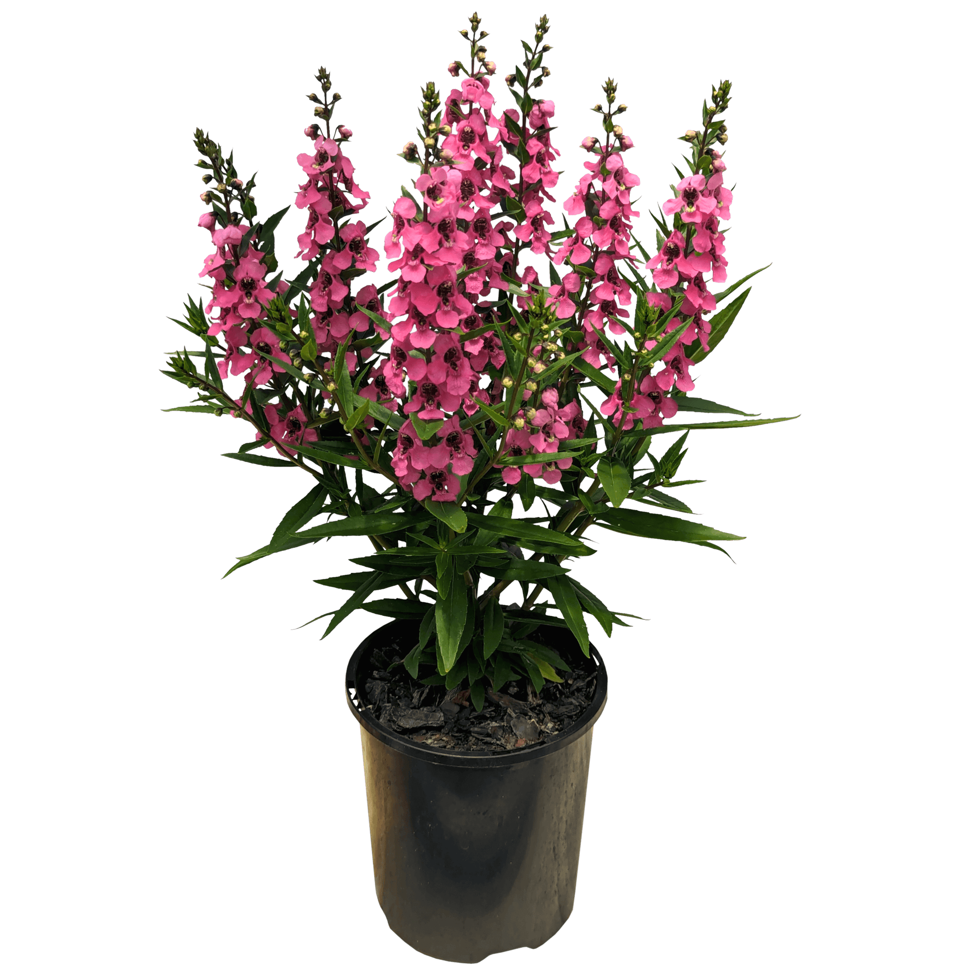Pink Angelonia