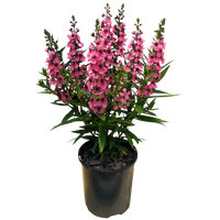 Pink Angelonia