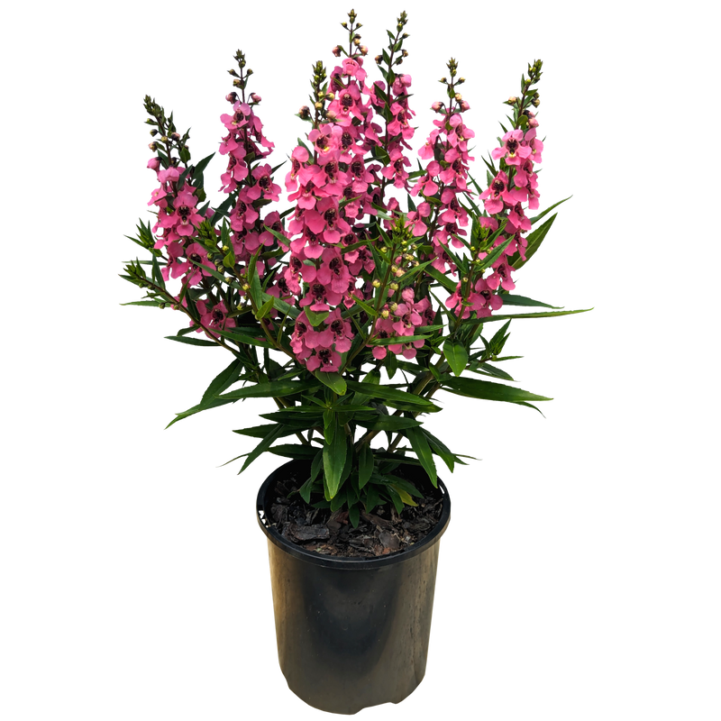 Pink Angelonia