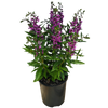 Purple Angelonia