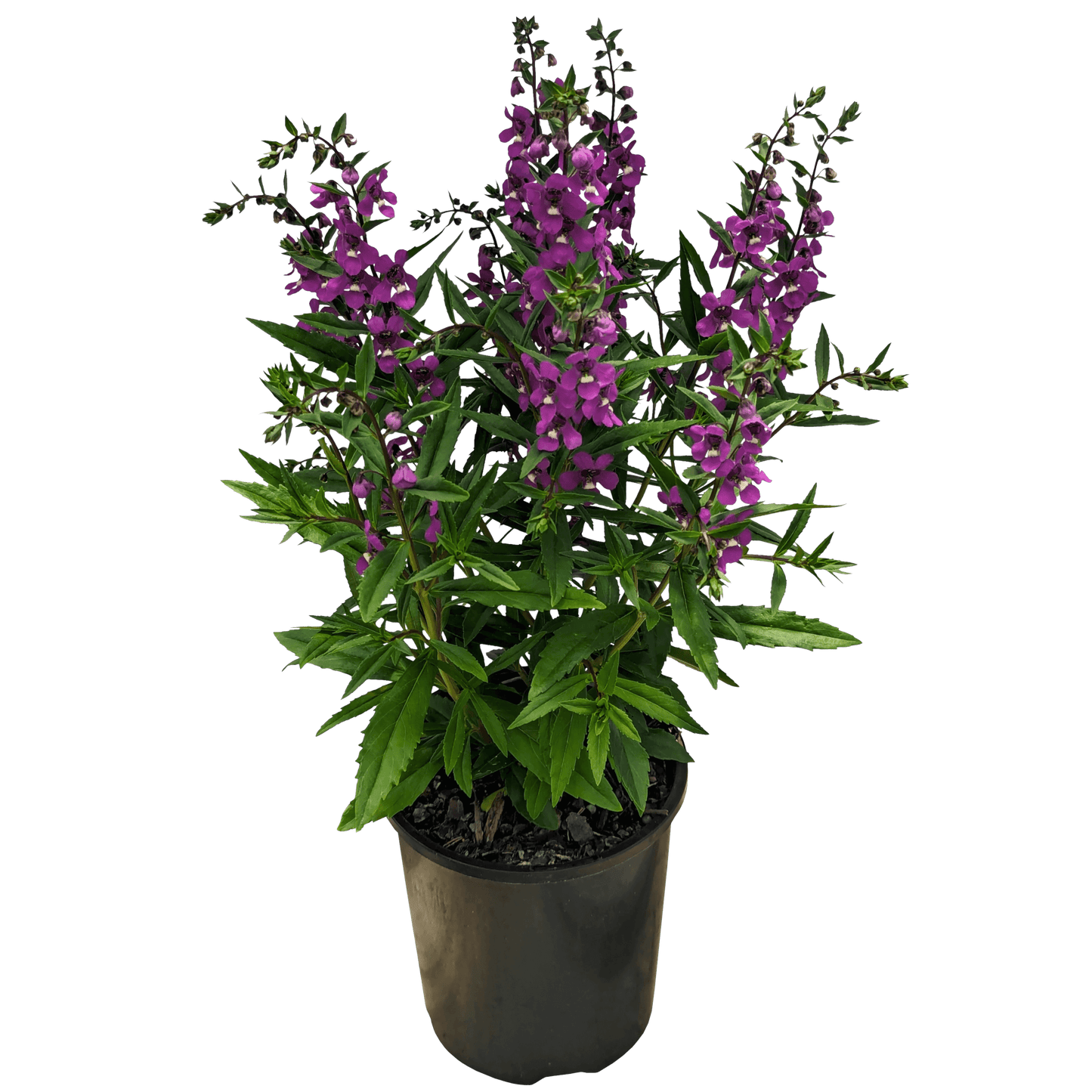 Purple Angelonia