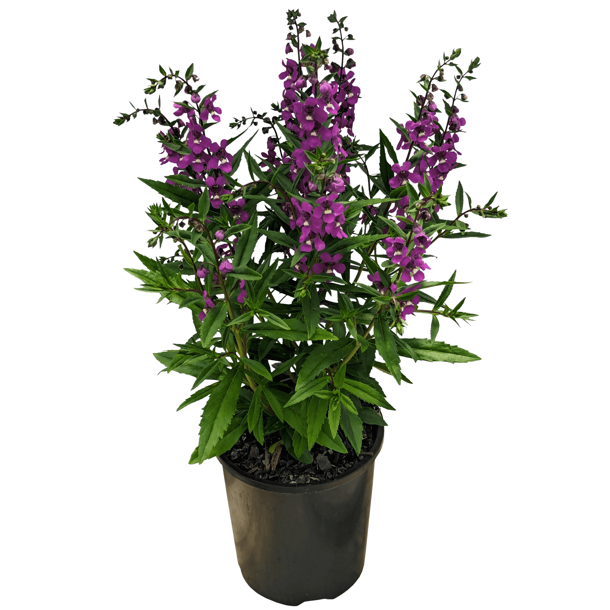 Purple Angelonia