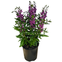 Purple Angelonia