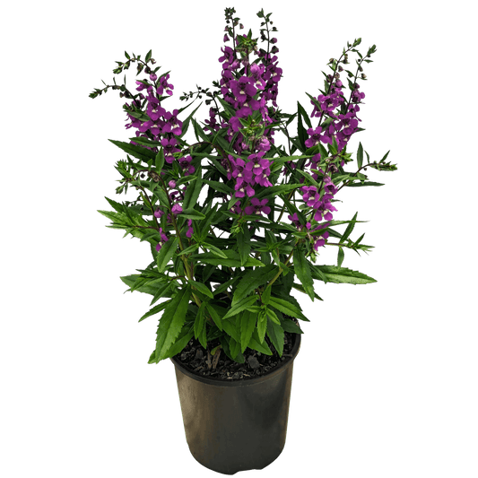 Purple Angelonia