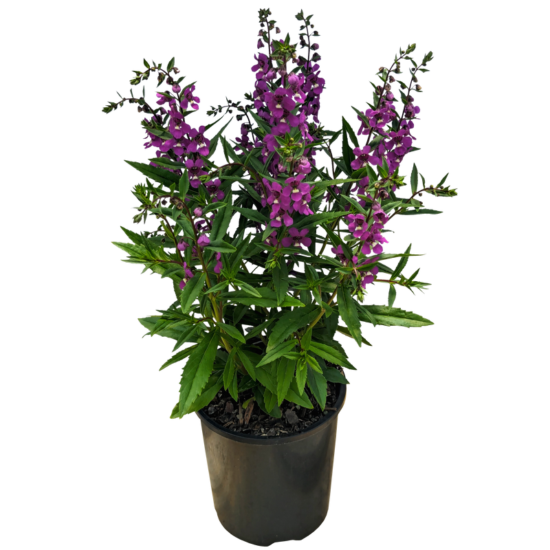 Purple Angelonia