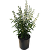 White Angelonia