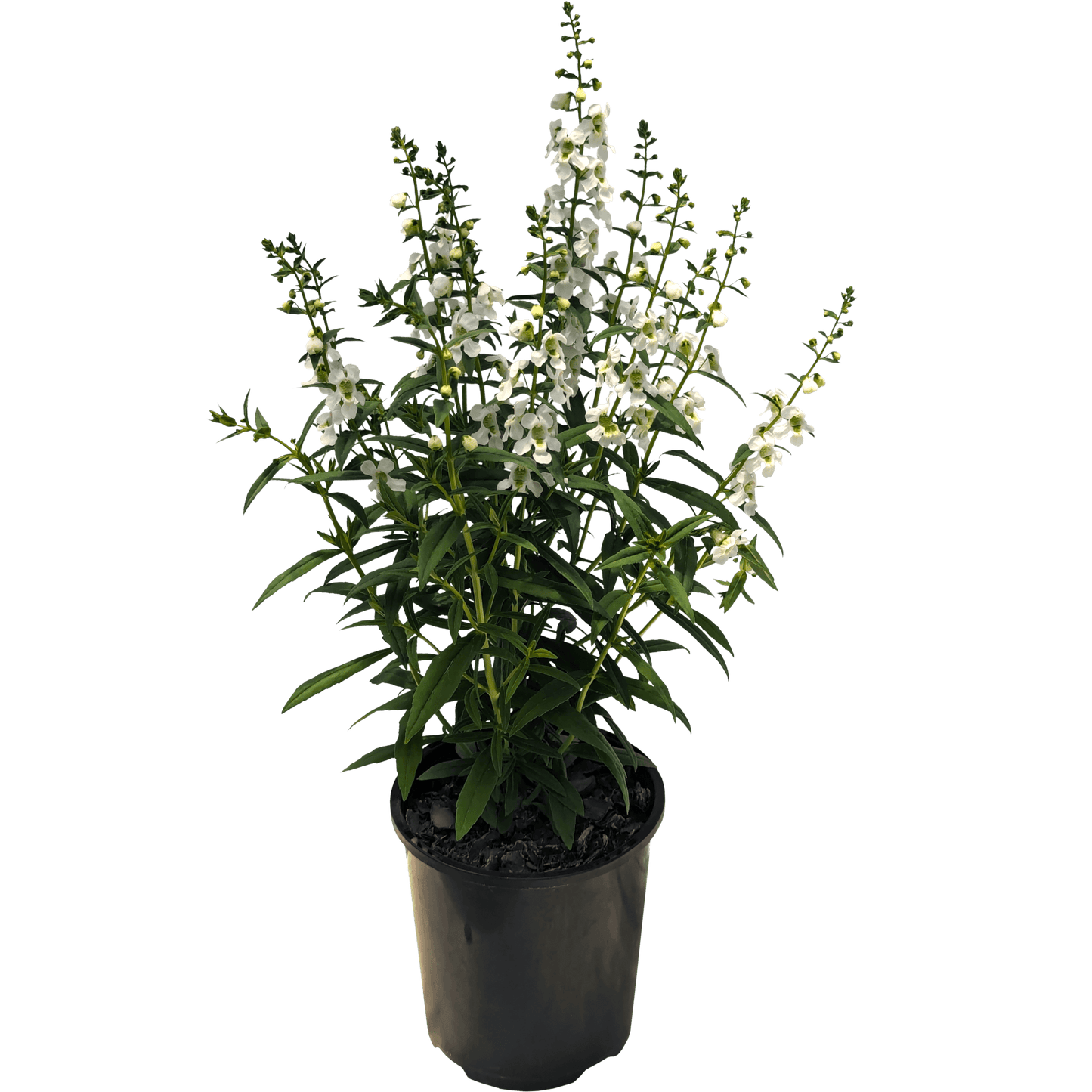 White Angelonia