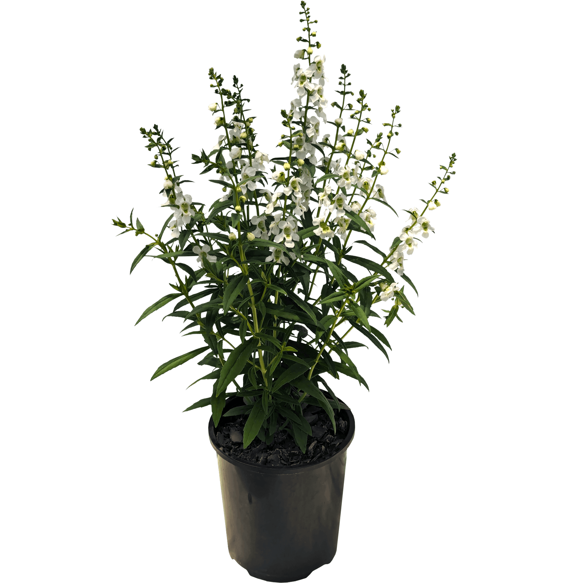 White Angelonia