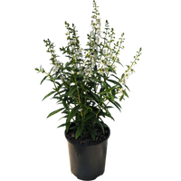 White Angelonia