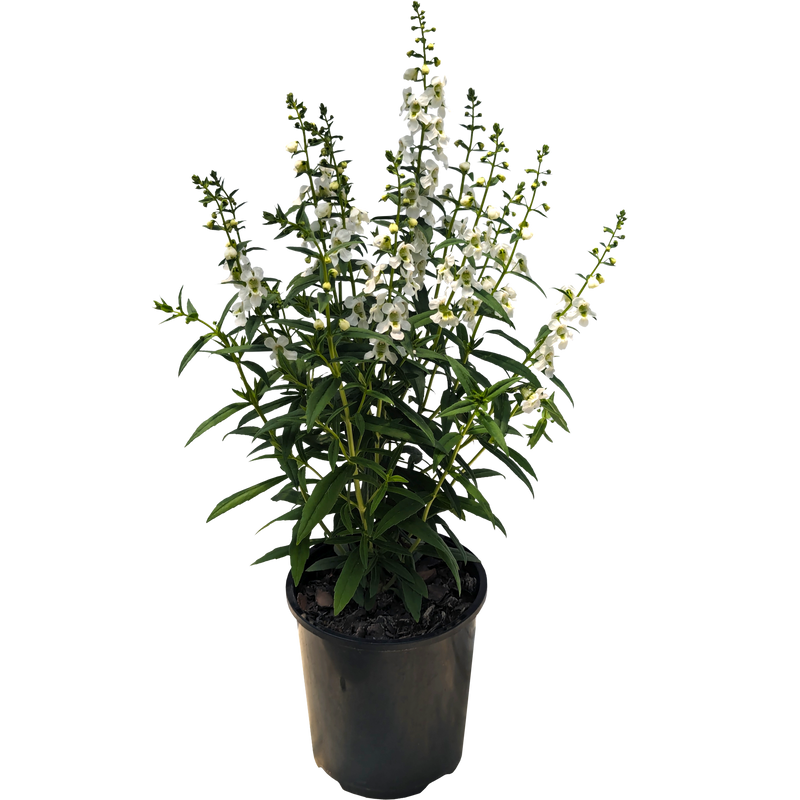 White Angelonia