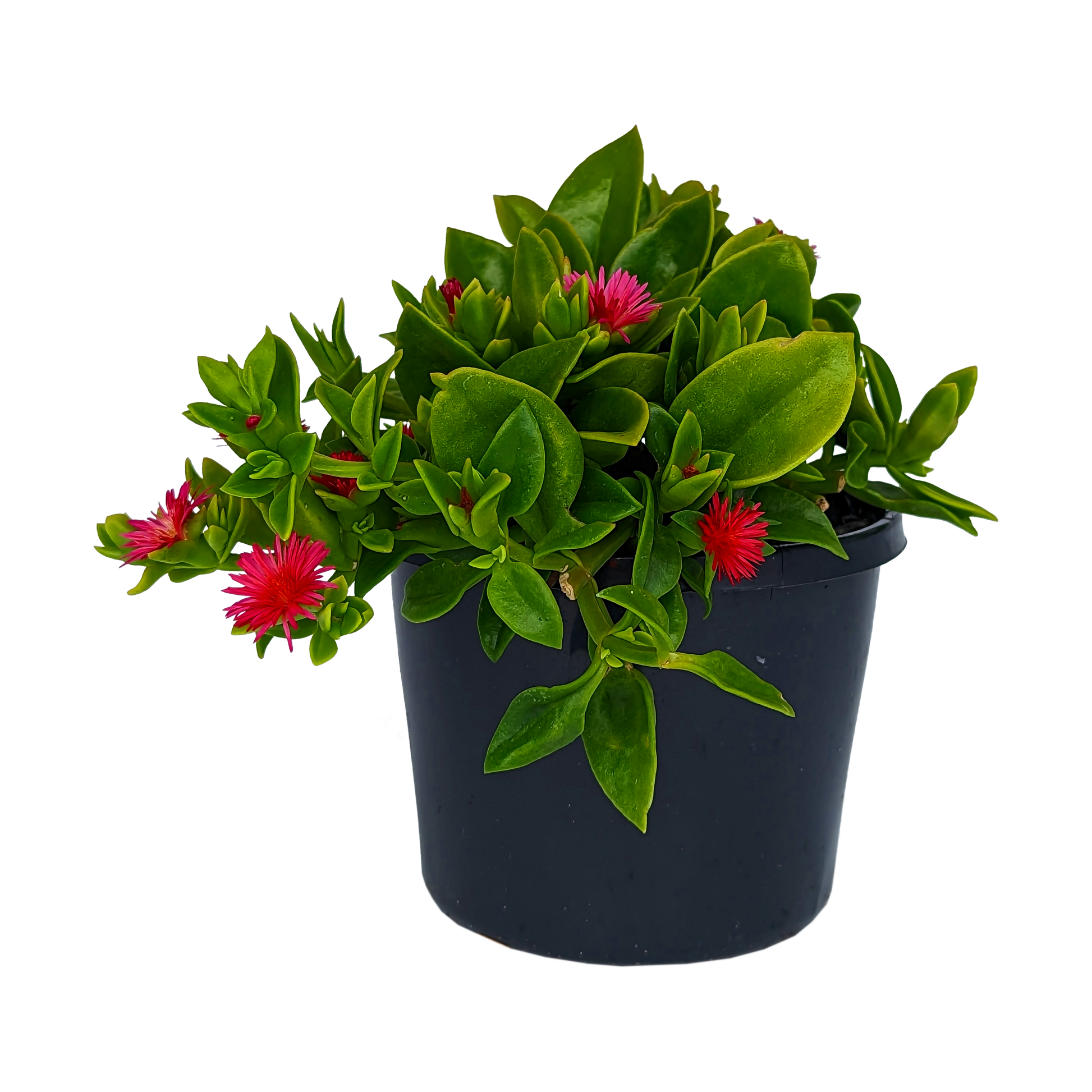 Green foliage trailing succulent with pink flowers