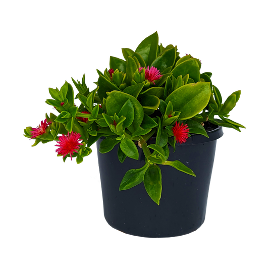 Green foliage trailing succulent with pink flowers