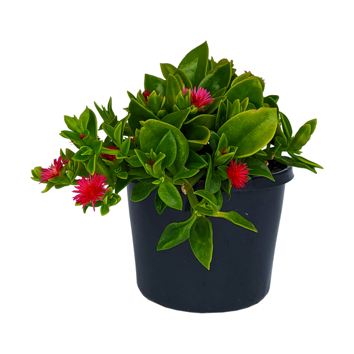 Buy Online Plants Australia Online Plant Shop Our Plant Shop