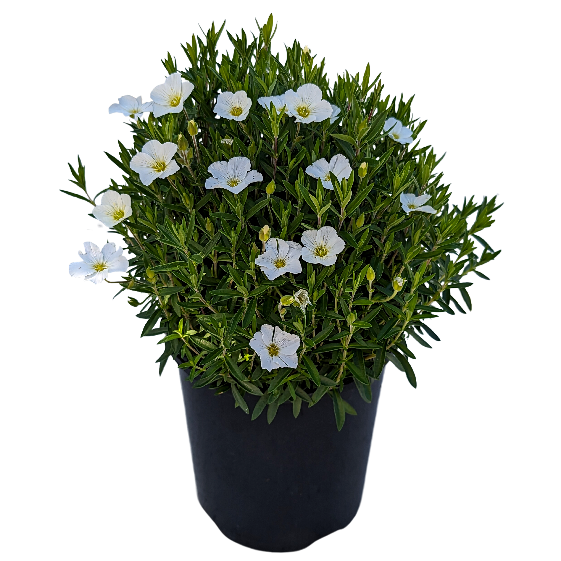Arenaria. Green mound shaped foliage with small white flowers in pot.