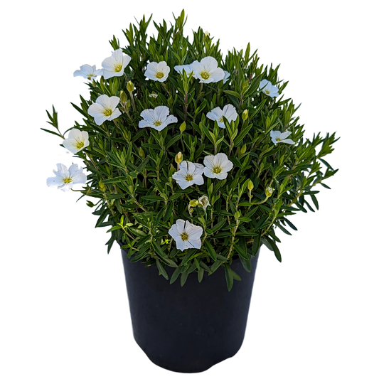 Arenaria. Green mound shaped foliage with small white flowers in pot.