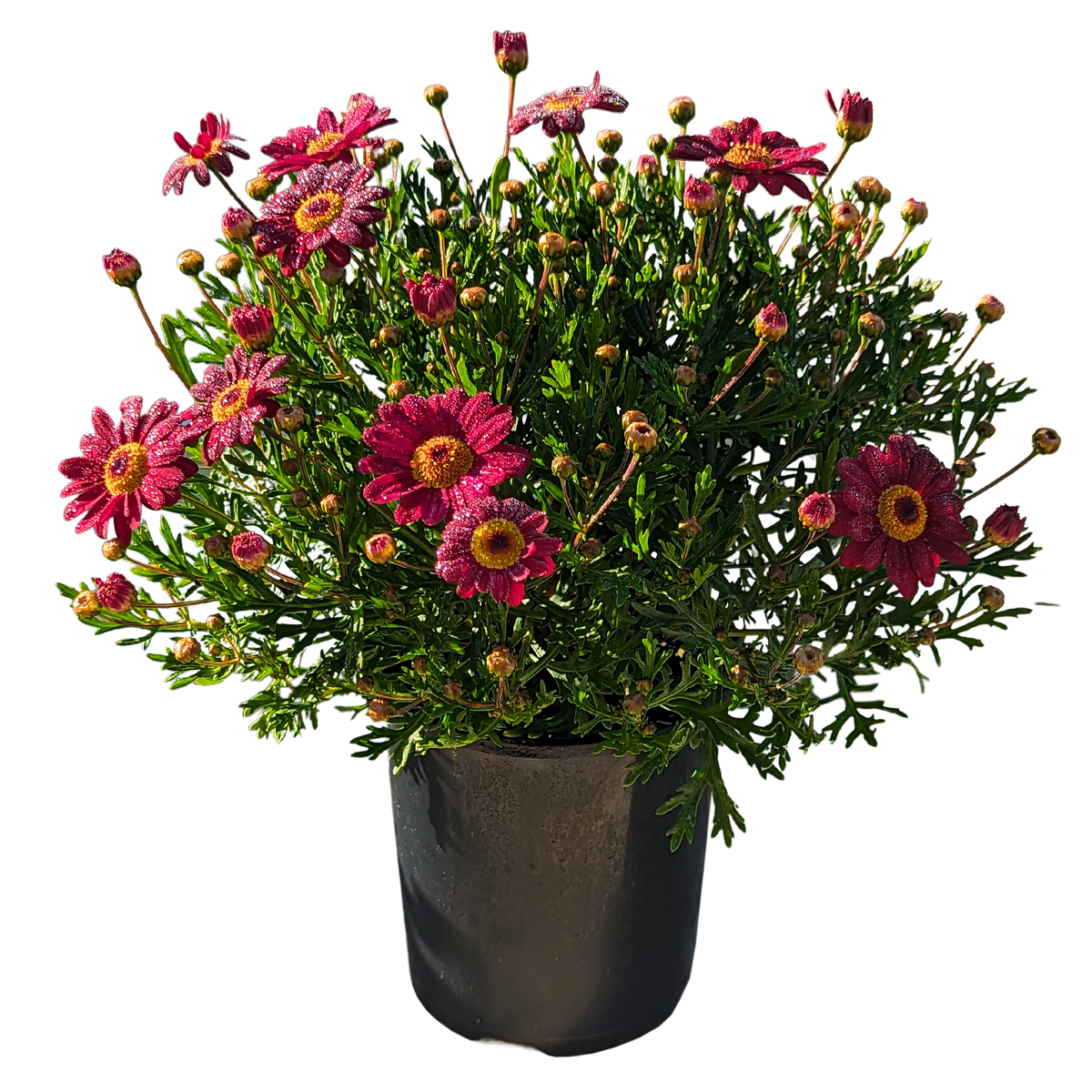 Red Argyranthemum 125mm pot