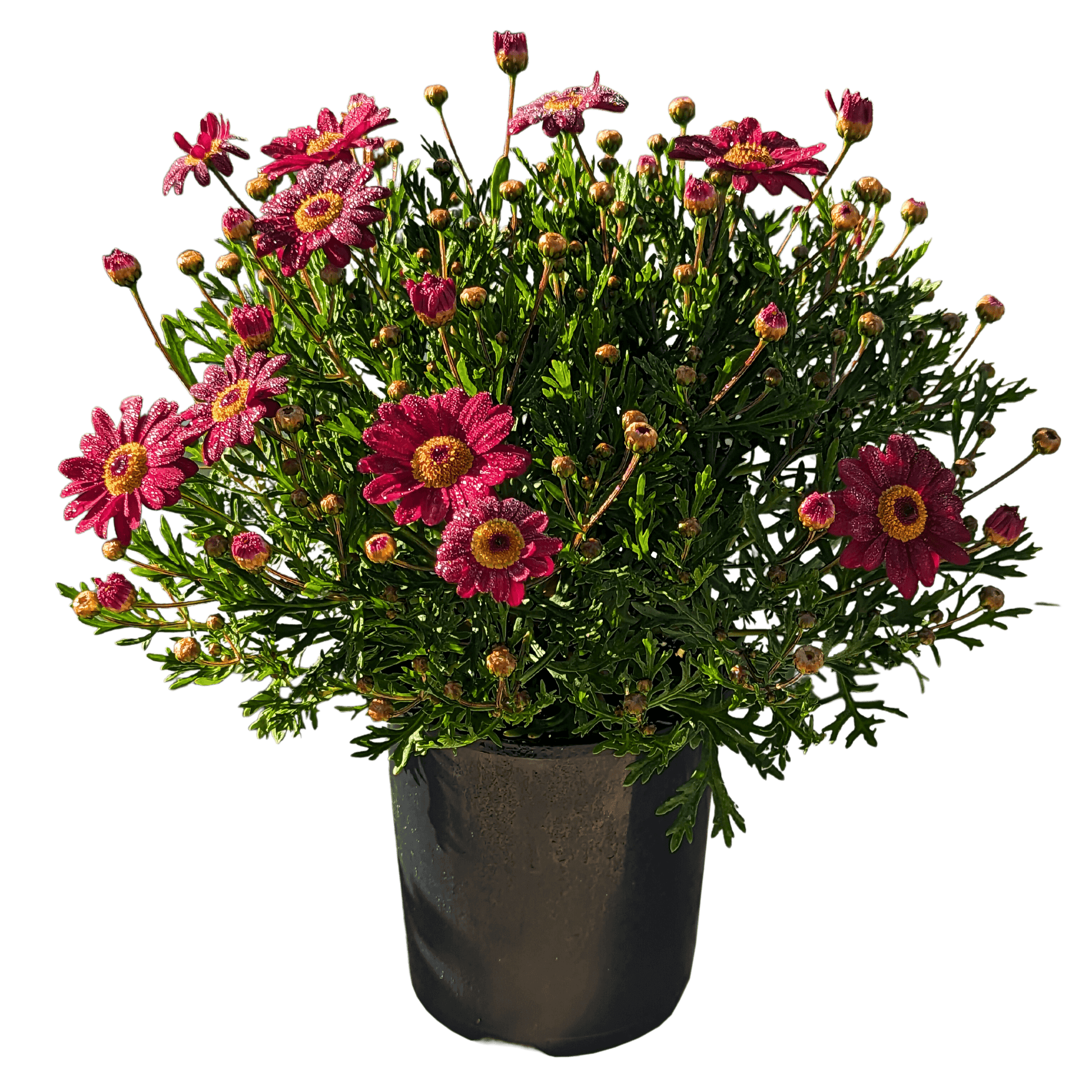 Red Argyranthemum 125mm pot