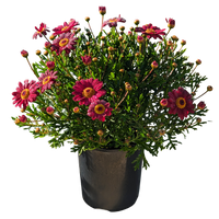 Red Argyranthemum 125mm pot