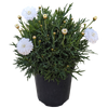 White argyranthemum 125mm pot
