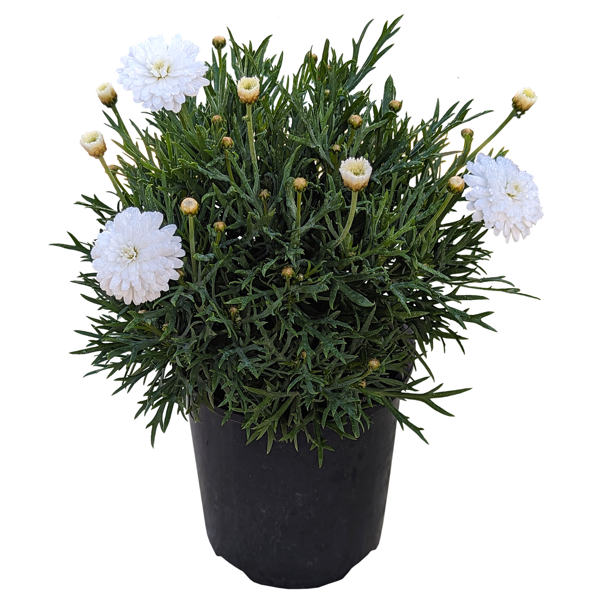 White argyranthemum 125mm pot