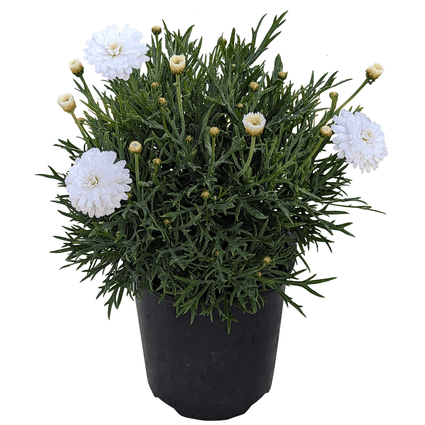 White Argyranthemum 125mm pot