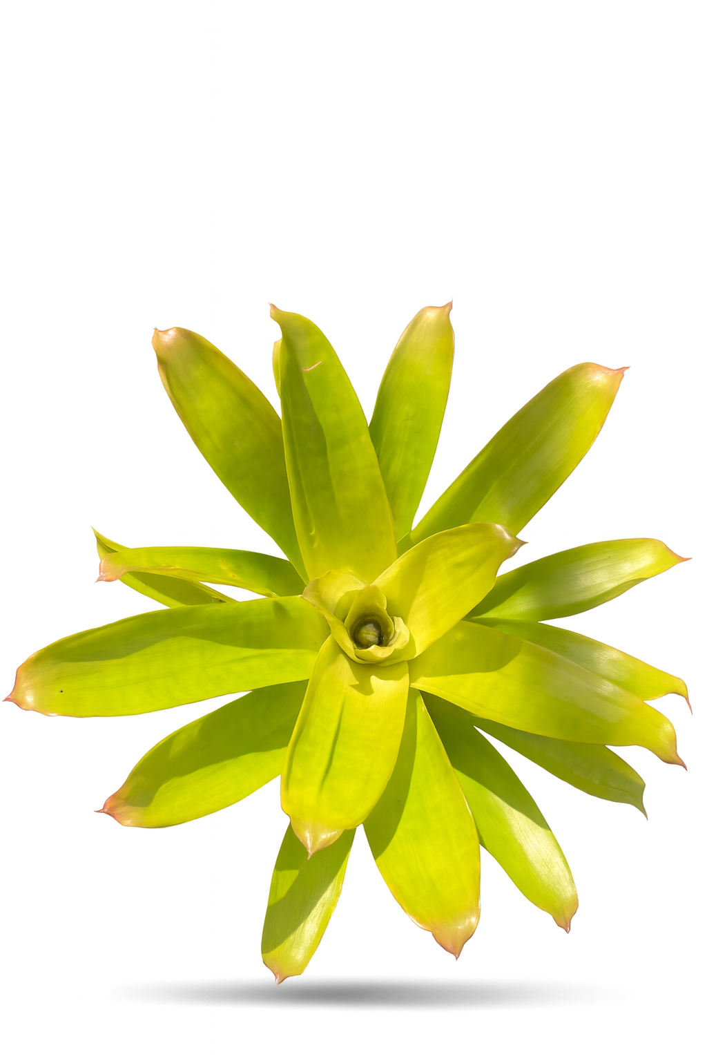 Vreisea spp. (top)