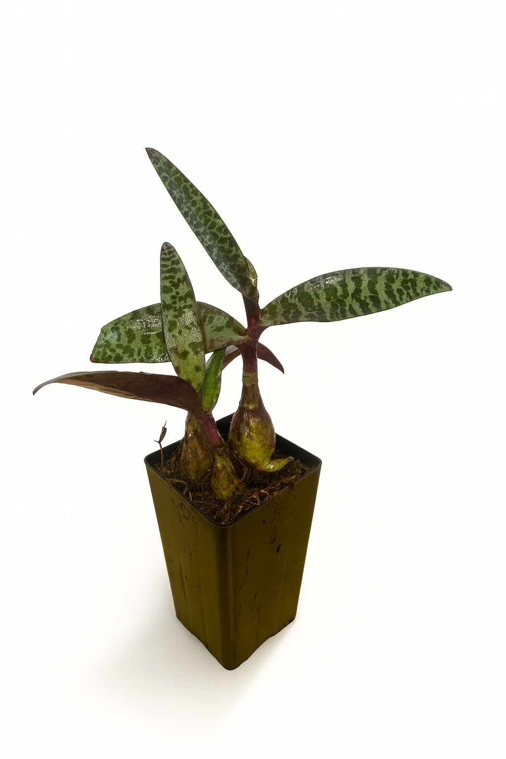 Ledebouria Socialis Tube