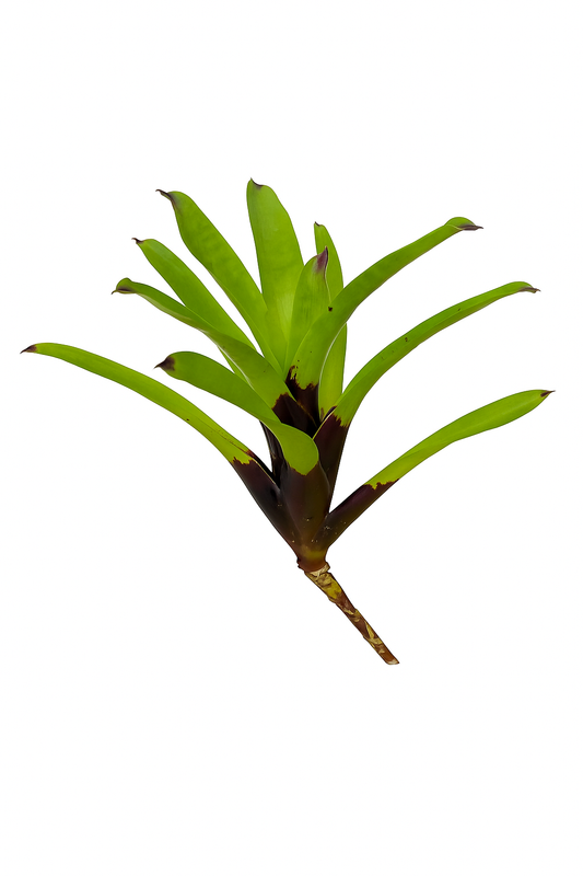 Vriesea Vagans Black Base Vriesea (Side)