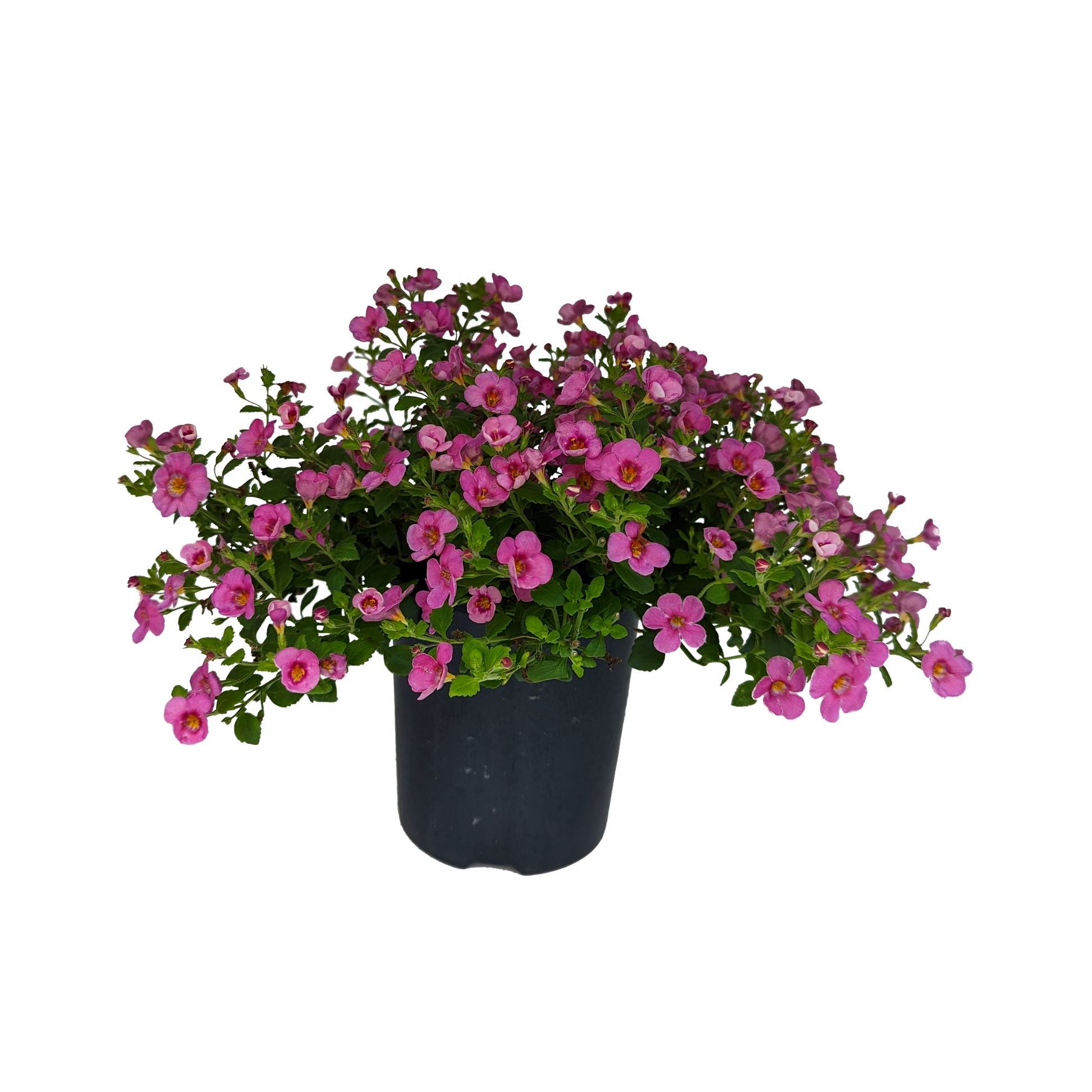 small pink flowering trailing bacopa in pot 