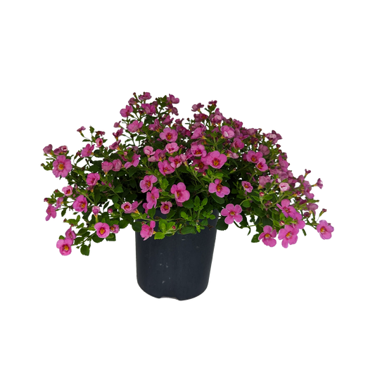 small pink flowering trailing bacopa in pot 