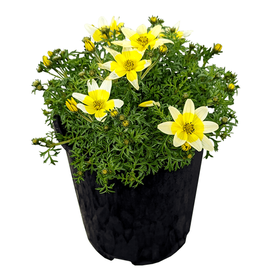 Bidens ferulifolia - Burr Marigold Yellow/White, 140mm