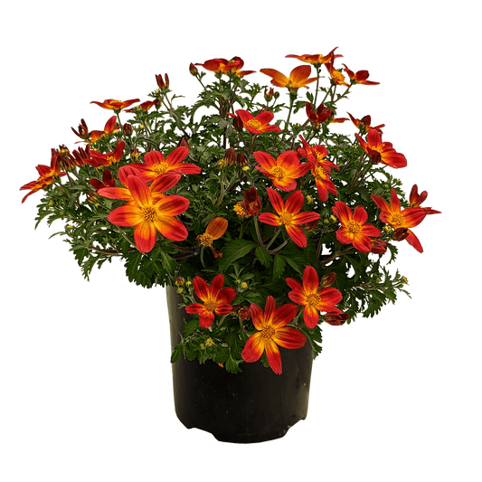 Bidens ferulifolia - Burr Marigold Orange, 140mm