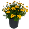 Bidens ferulifolia - Burr Marigold Yellow, 140mm