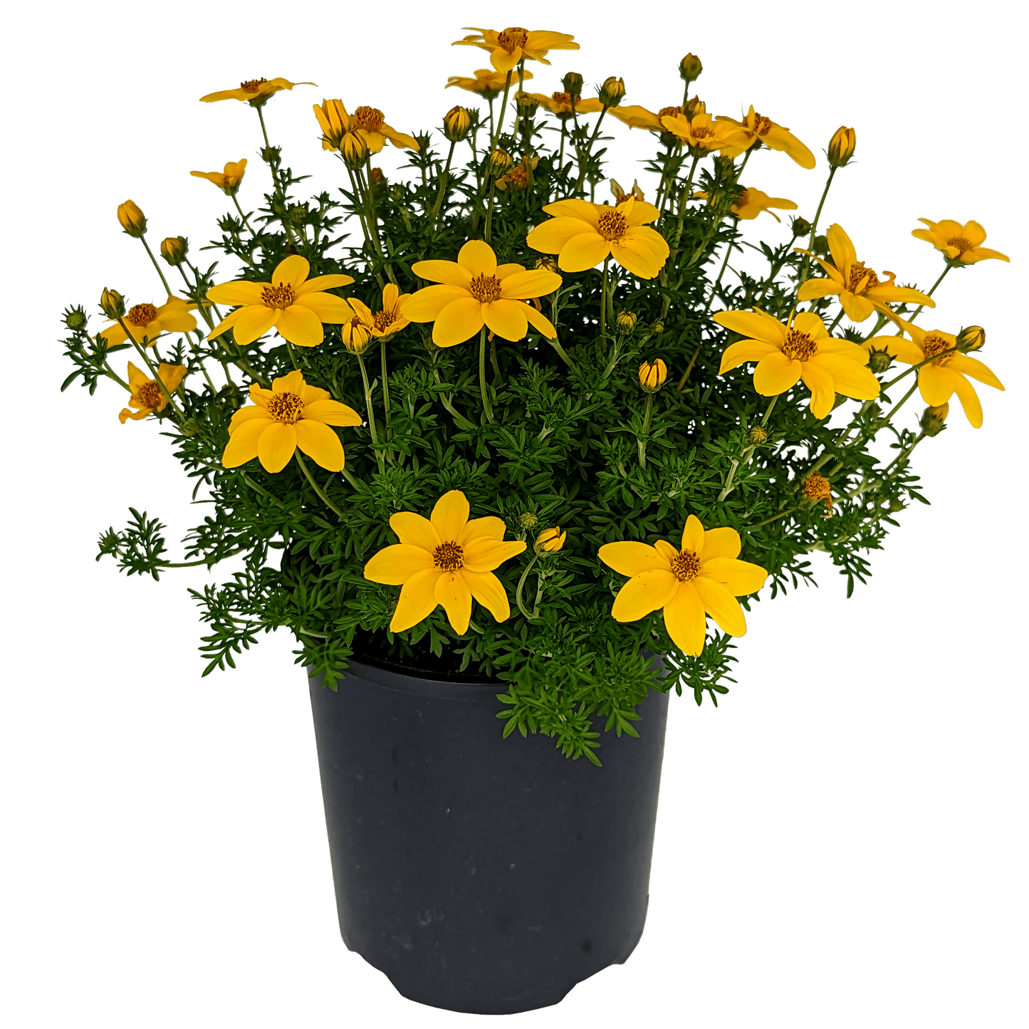 Bidens ferulifolia - Burr Marigold Yellow, 140mm