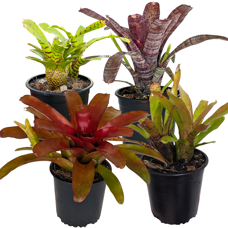 Bromeliad Collector's Bundle Tier 1