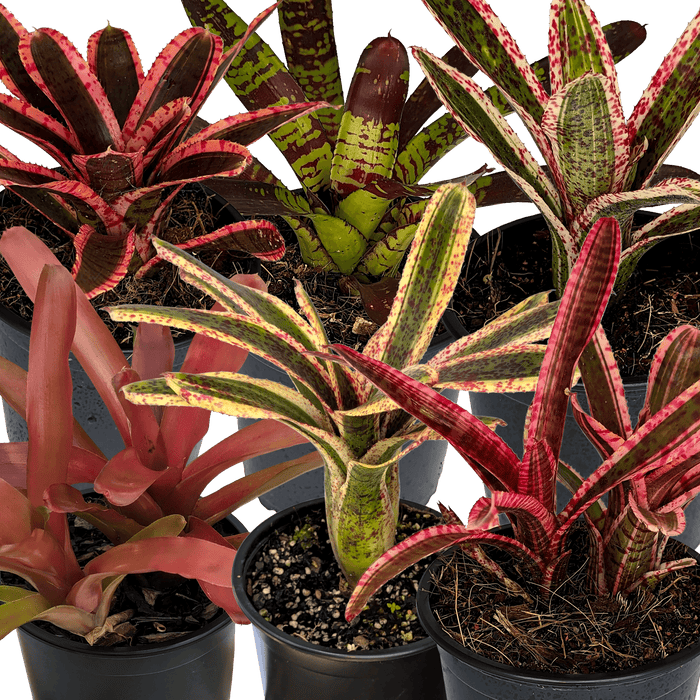 Buy Online Plants Australia | Online Plant Shop – Our Plant Shop