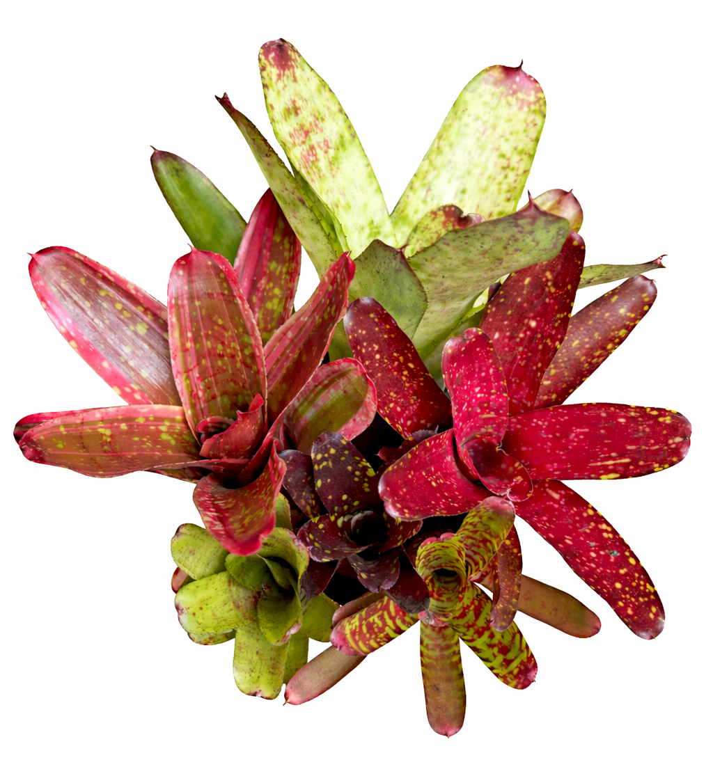 Bromeliad Rarities Collector’s Medley. Assorted bundle of mixed size and colour of neoregelia's.