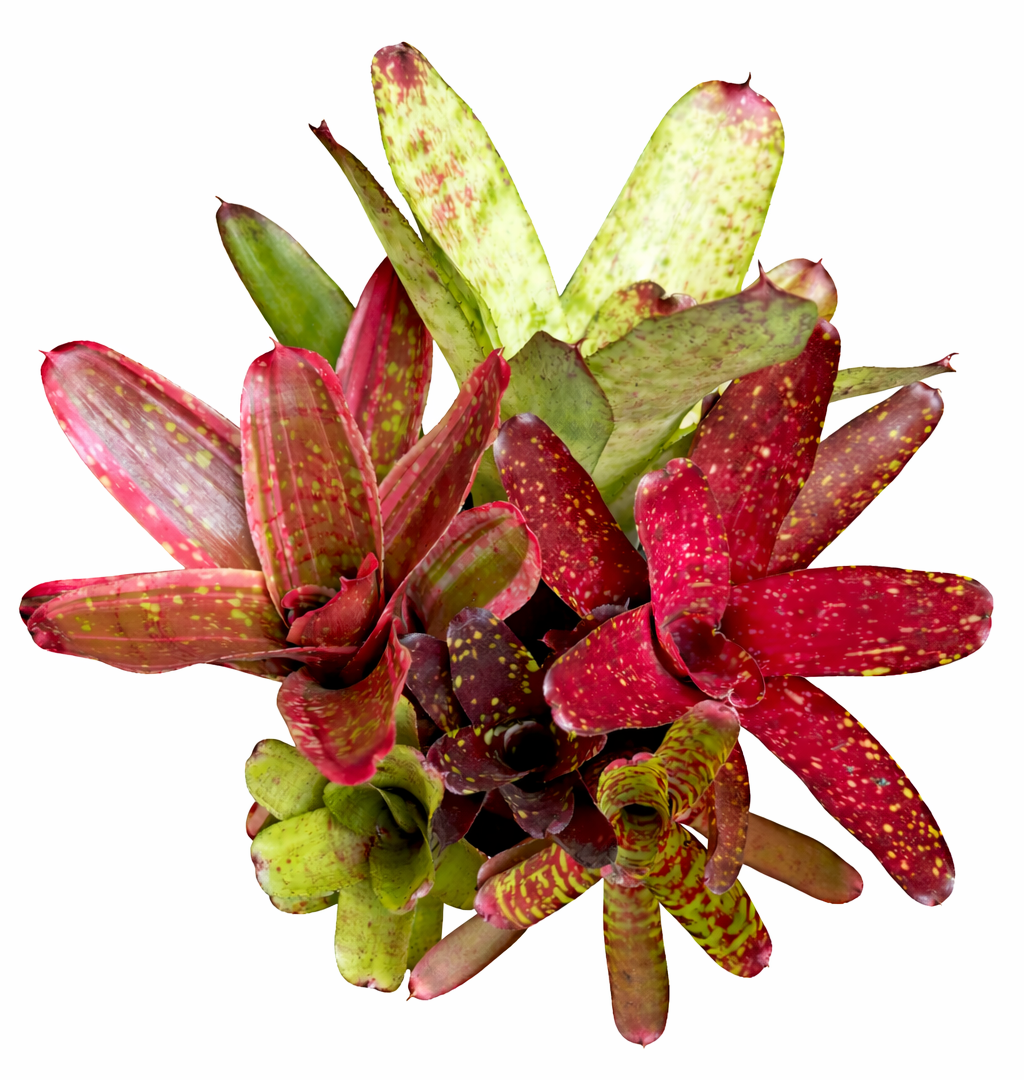 Bromeliad Rarities Collector’s Medley Assorted bundle of Bromeliads, different colours and sizes. 