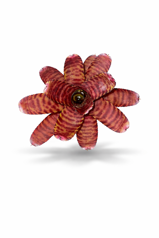 Neoregelia Little Checkers