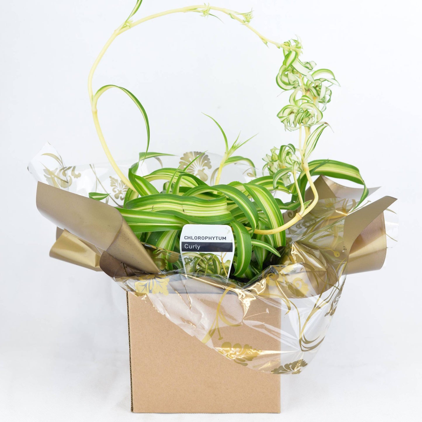 Gifted Chlorophytum Example