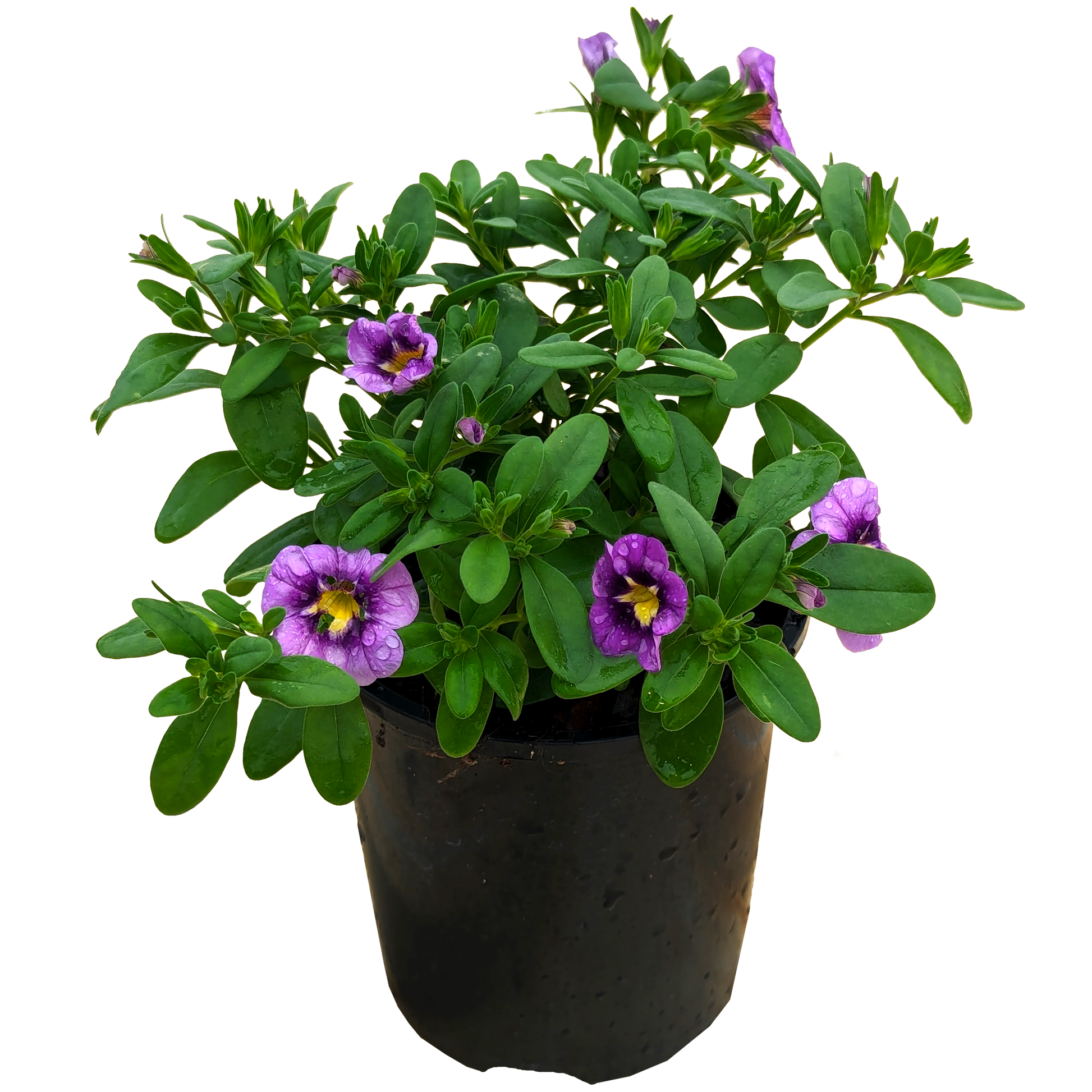 Calibrachoa Starjump Purple