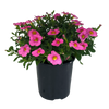 Calibrachoa paviflora - Million Bells