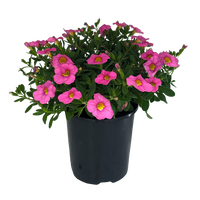 Calibrachoa paviflora - Million Bells