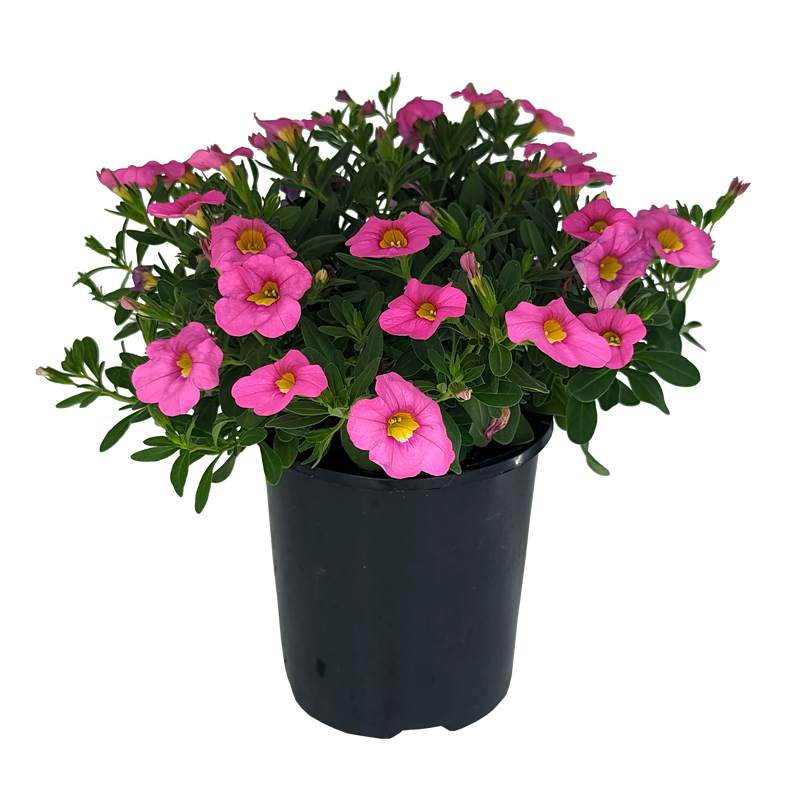 Calibrachoa paviflora - Million Bells