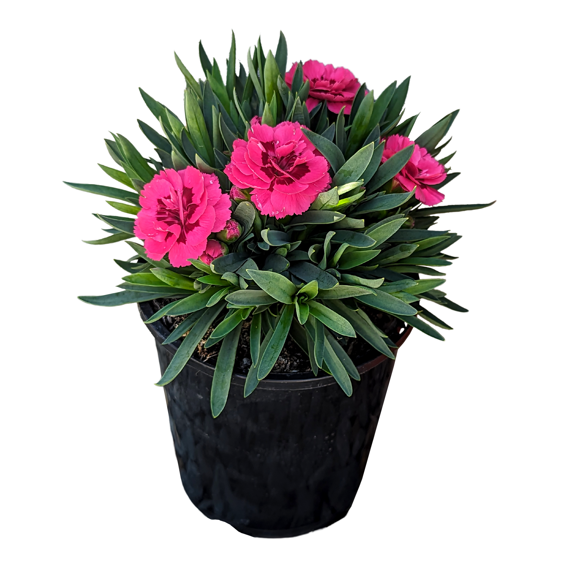 dual pink flowers compact growth hardy perennial carnation