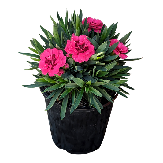 dual pink flowers compact growth hardy perennial carnation